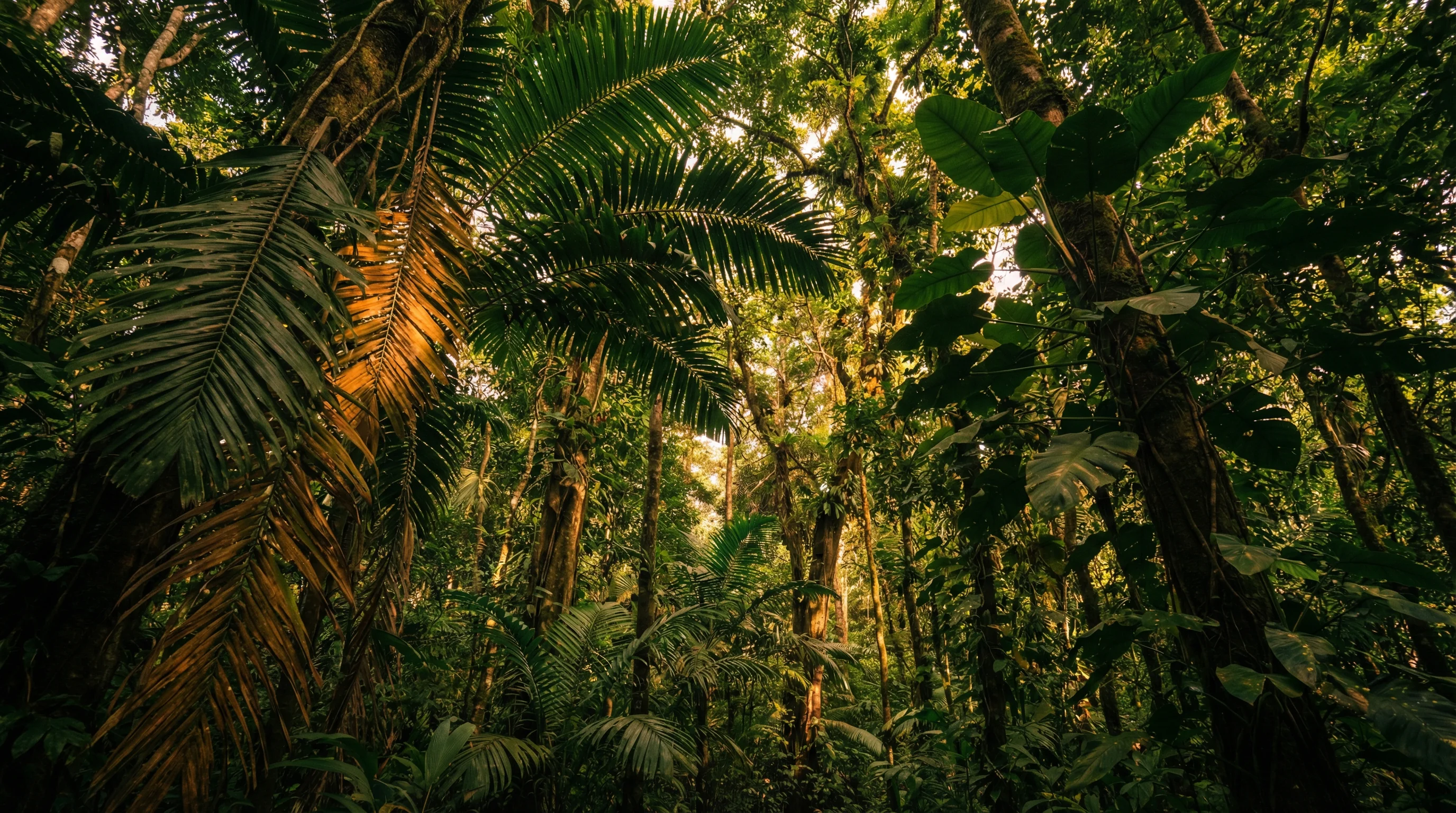 Costa Rica rainforest