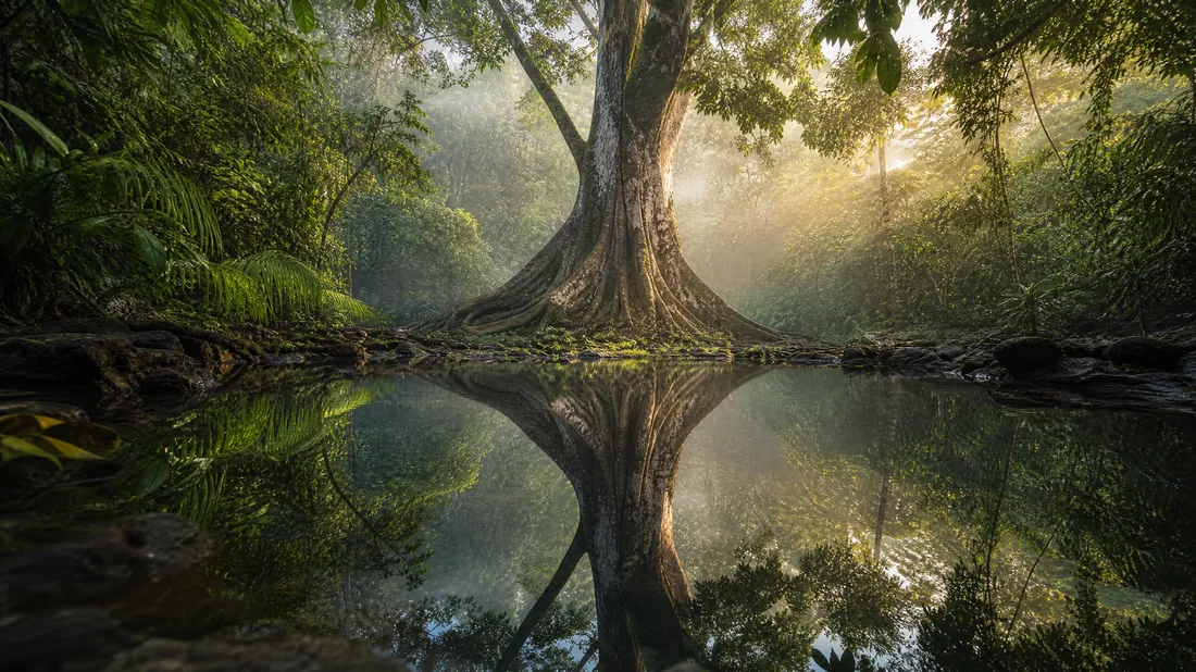 A perfect reflection in a jungle pool: brand clarity and identity