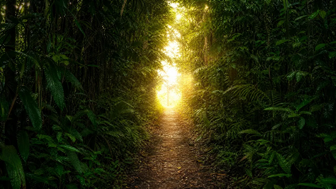A clear path through the jungle with light at the end: clarity of direction