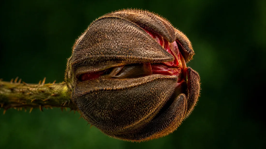 A seed pod about to burst: potential energy before launch