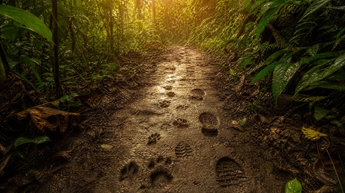 Diverse footprints on a jungle path: your customers leading the way
