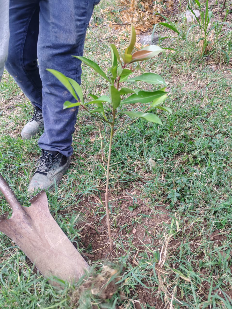 Planting trees in Turrubares