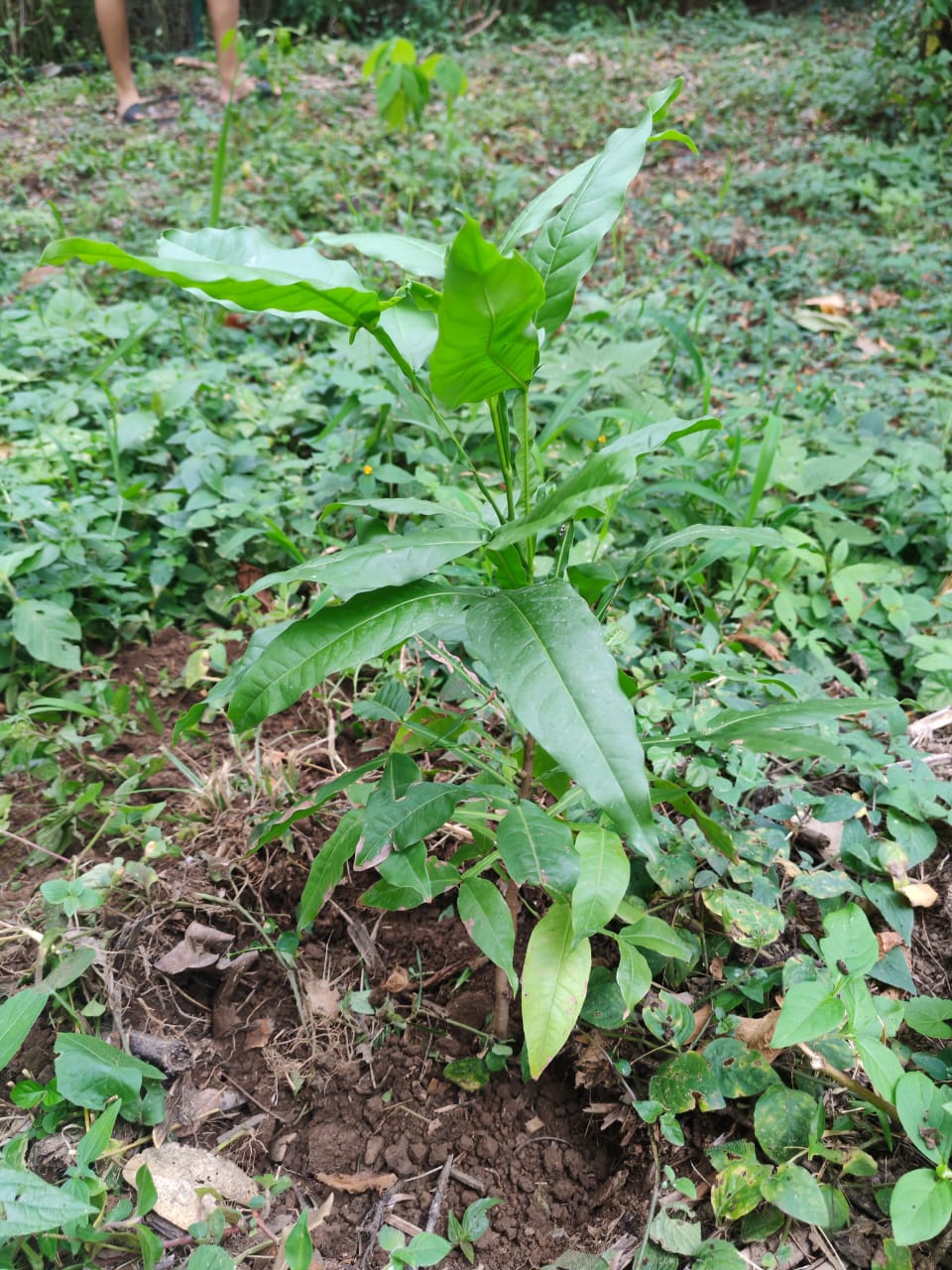 Green seedling