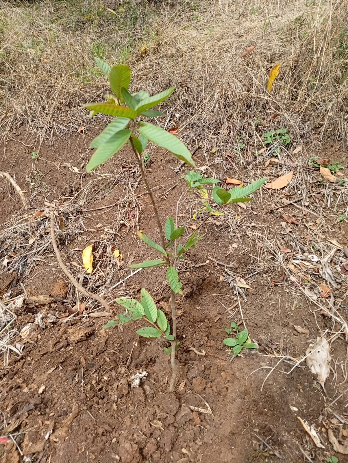 Seedling growing in Costa Rica